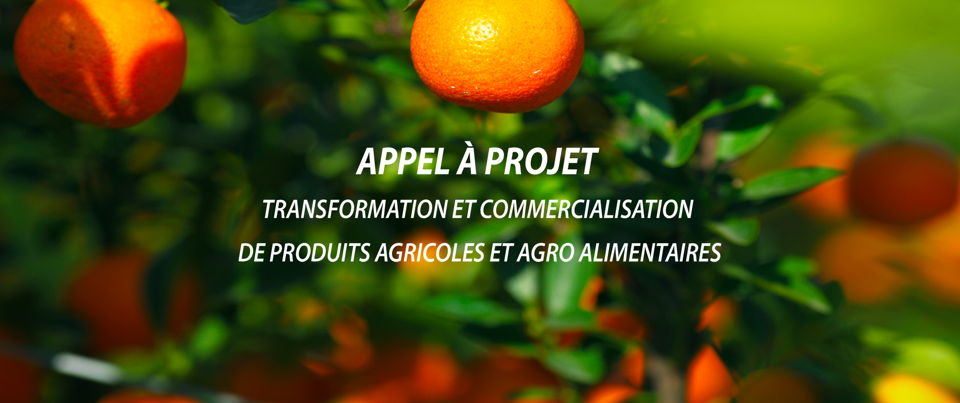 Transformation et commercialisation de produits agricoles et agro-alimentaires – filière fruits & légumes