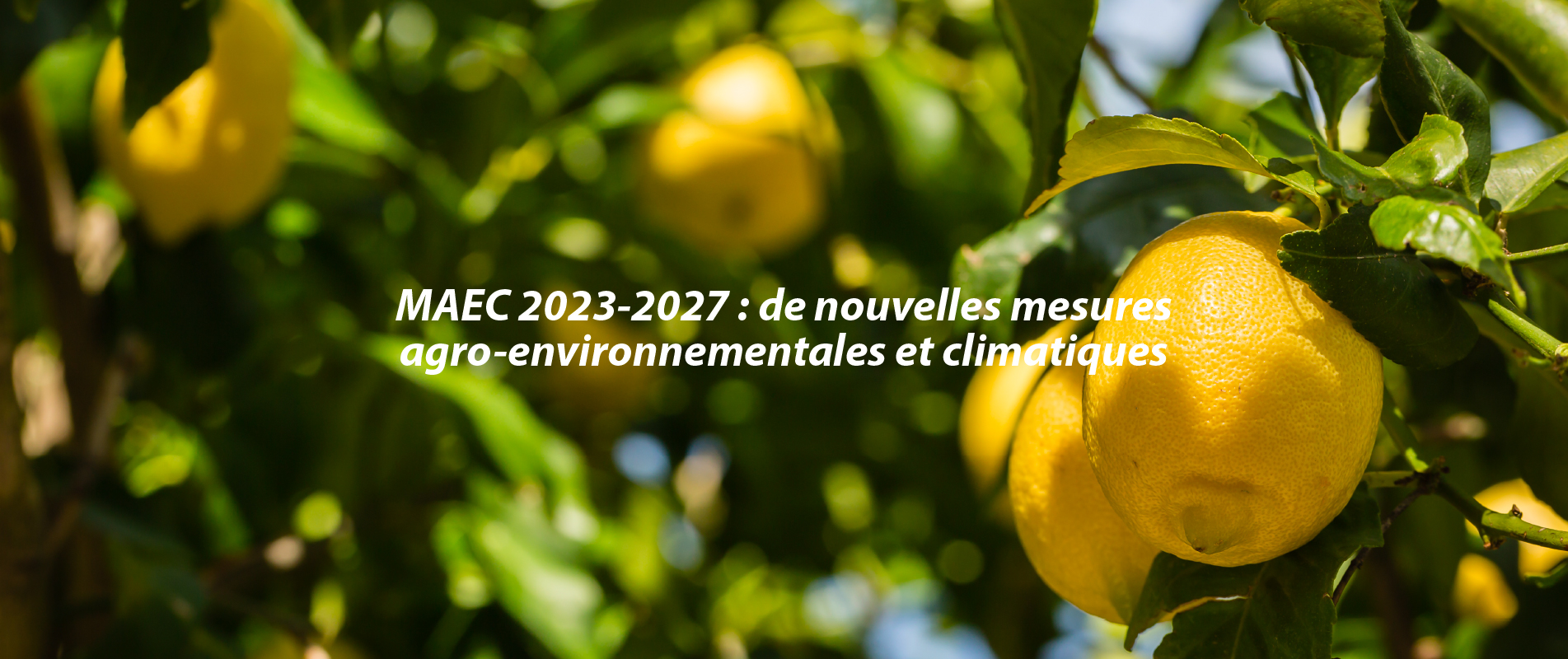 MAEC 2023-2027 : de nouvelles mesures agro-environnementales et climatiques