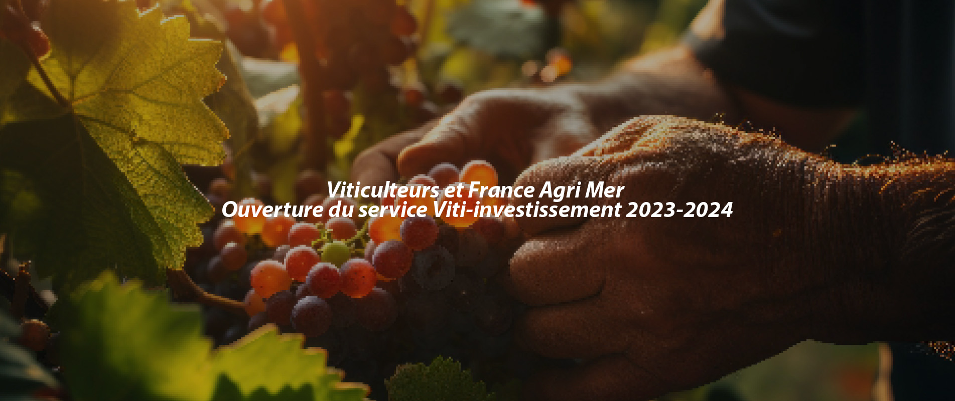 Viticulteurs et France Agri Mer – Ouverture du service Viti-investissement 2023-2024
